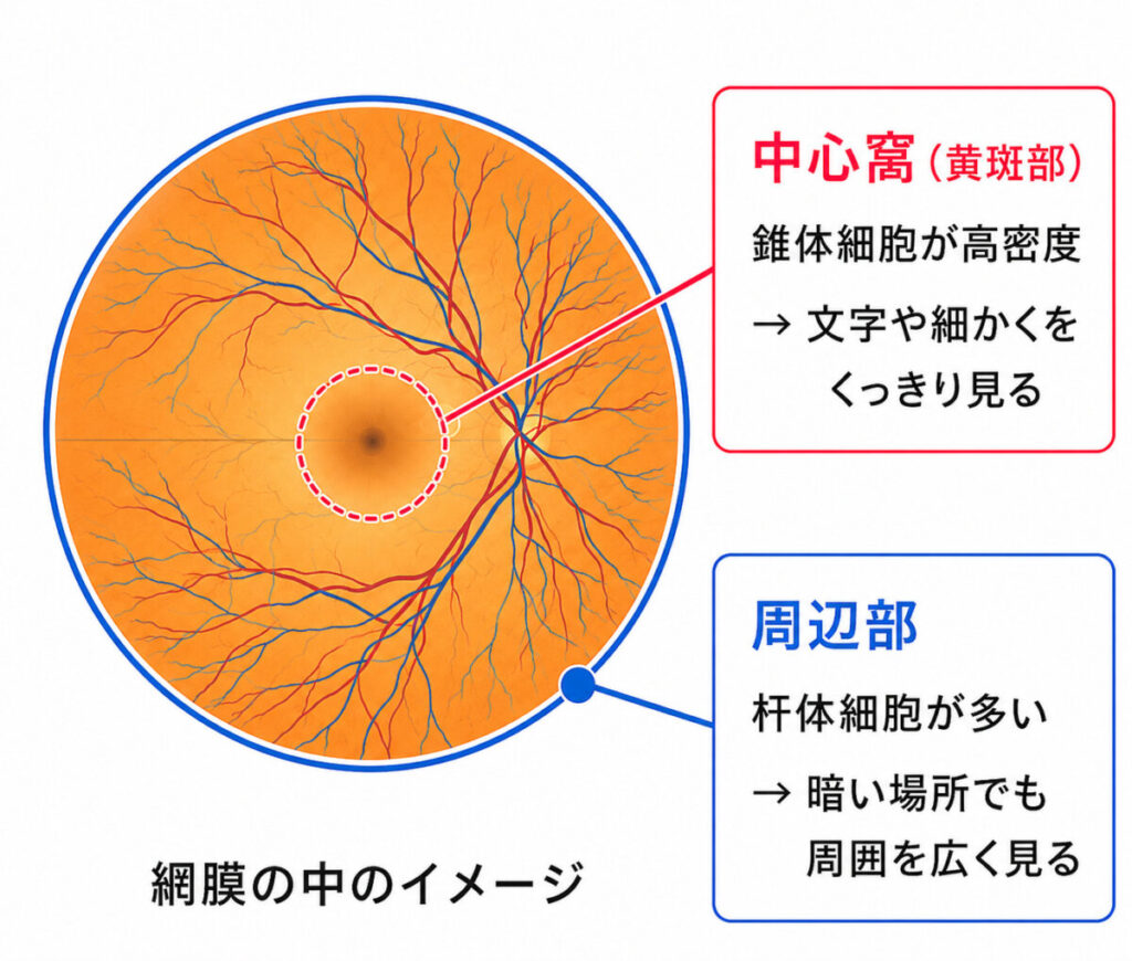 眼の中の細胞数は日本人口と同じ数？！ part 2