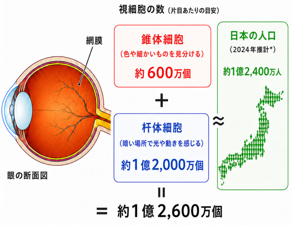 眼の中の細胞数は日本人口と同じ数？！ part 1